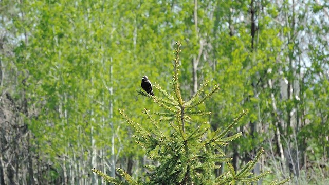 Bobolink - ML657807515