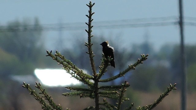 Bobolink - ML657807517