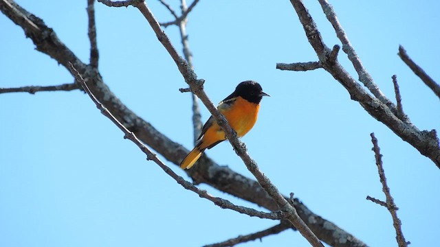 Baltimore Oriole - ML657807538