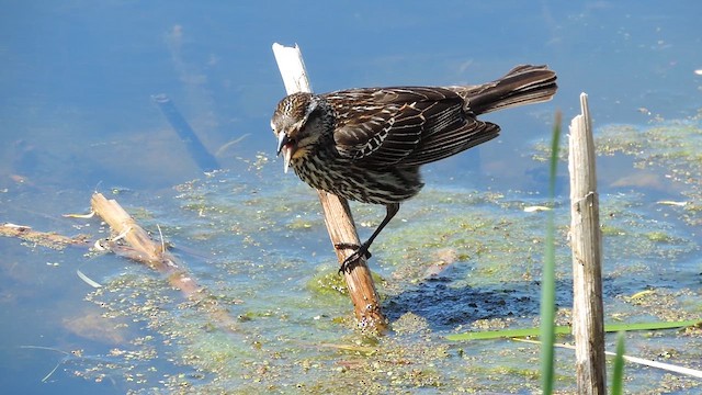 Red-winged Blackbird - ML657807567