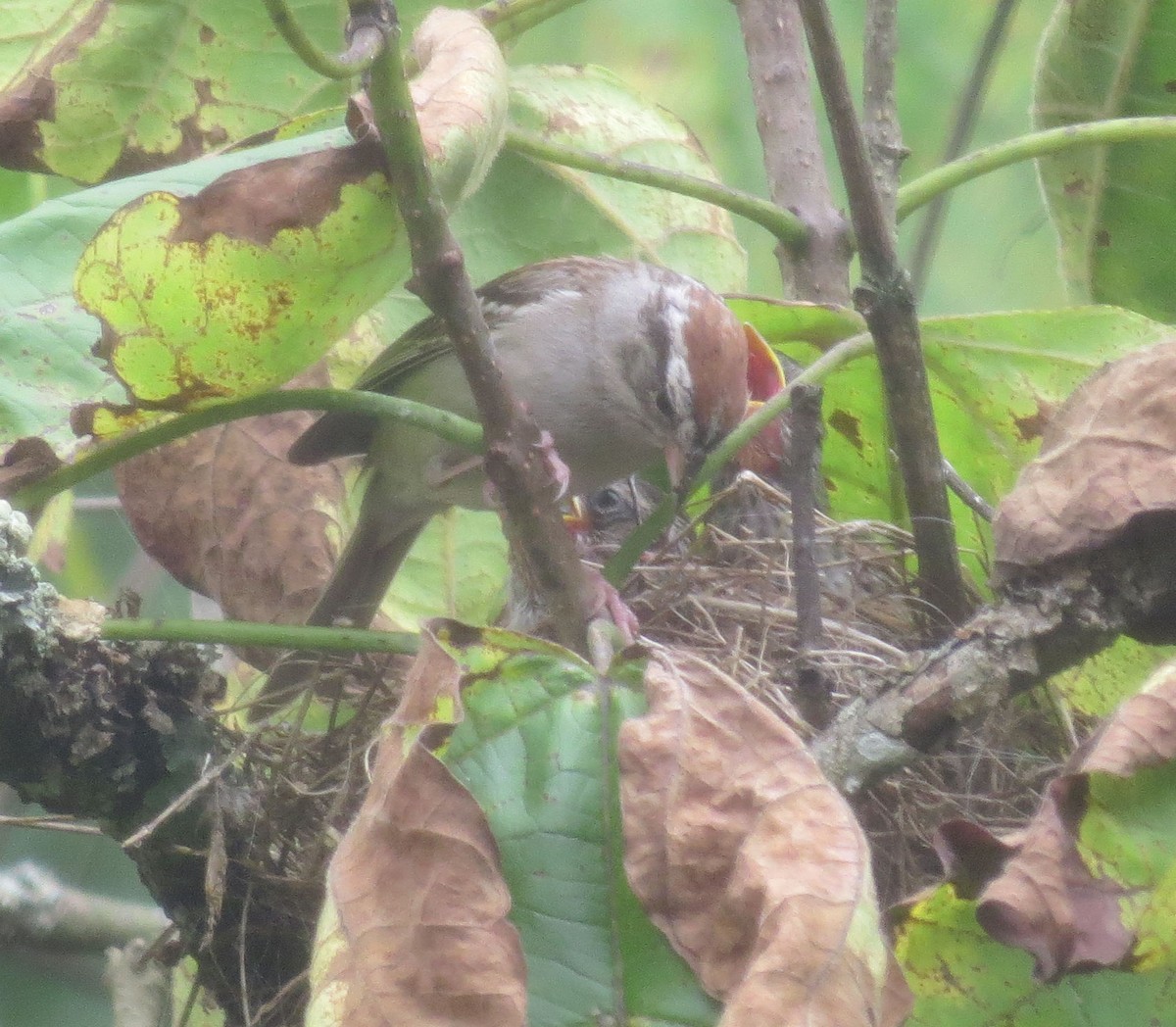 Chipping Sparrow - Steven Hopp