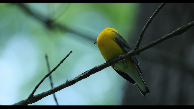 Prothonotary Warbler - ML657807635