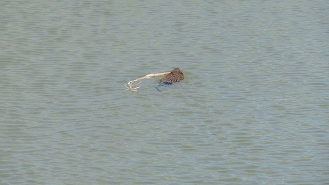 動物界 - ML657807884