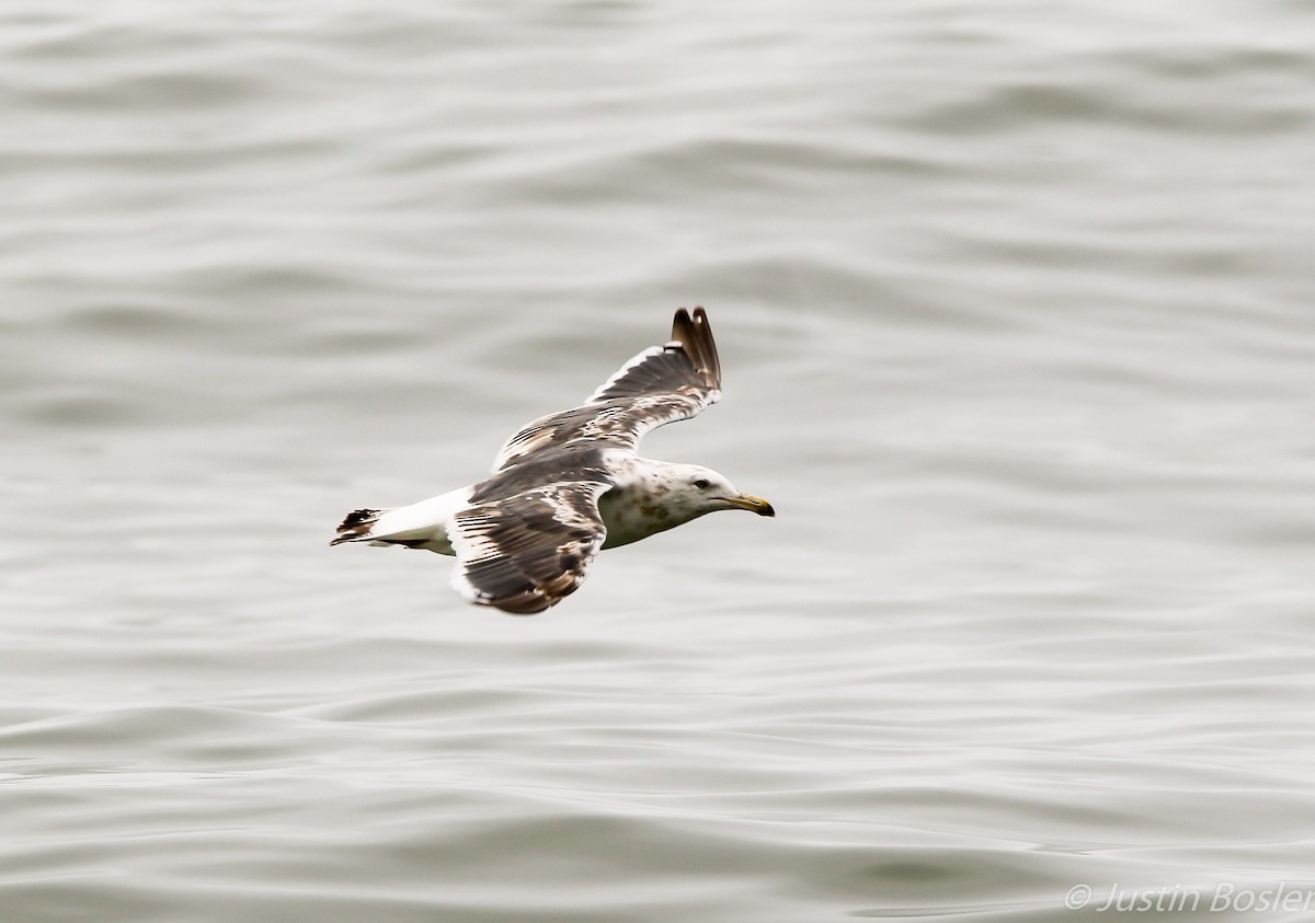 Gaviota de Kamchatka - ML65780801