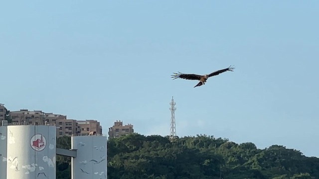 黑鳶 - ML657808240