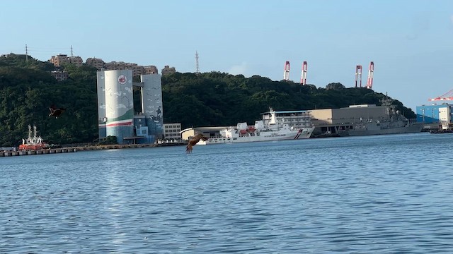 黑鳶 - ML657808243