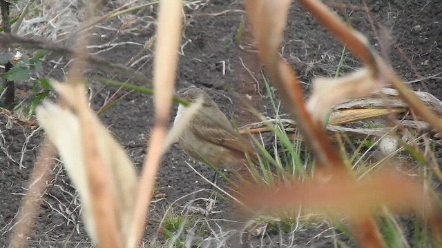 Spot-billed Ground-Tyrant - ML657808283