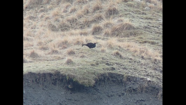 Caucasian Grouse - ML657808423