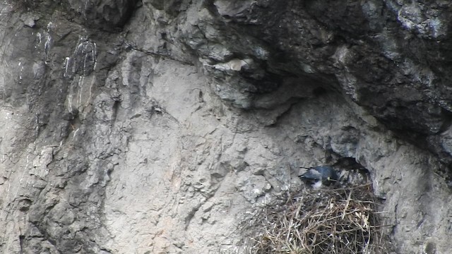 Black-chested Buzzard-Eagle - ML657808542