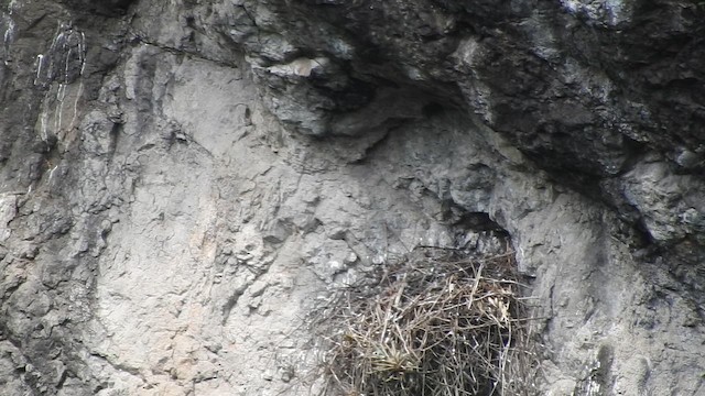 Black-chested Buzzard-Eagle - ML657808573