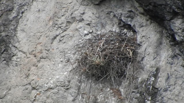 Black-chested Buzzard-Eagle - ML657808589