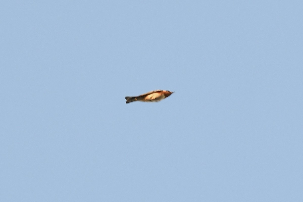 kastanjeparula - ML657808634