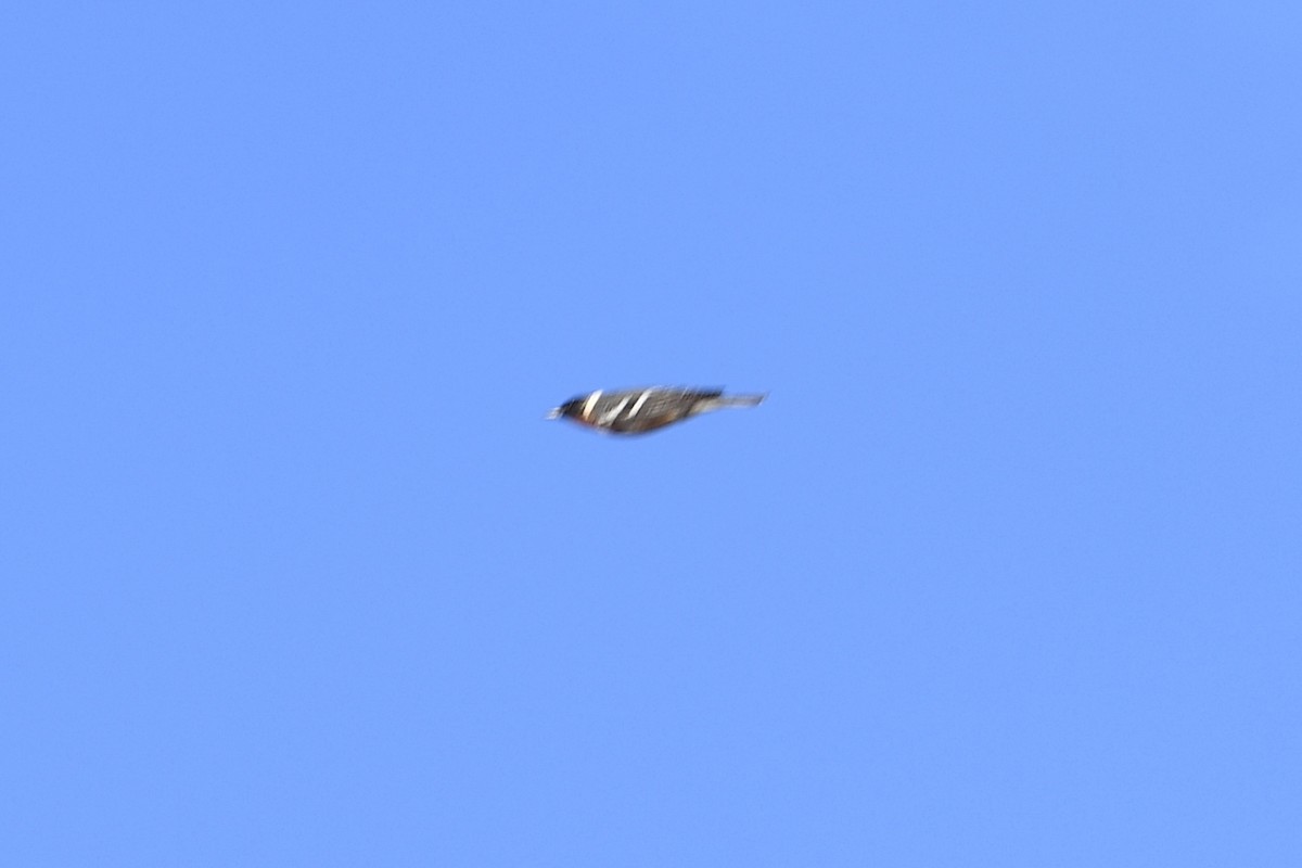 kastanjeparula - ML657808650