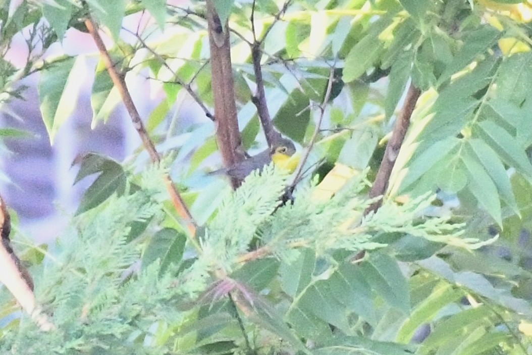 kanadaparula - ML657808656