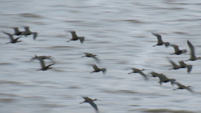 White-faced Ibis - ML657808664