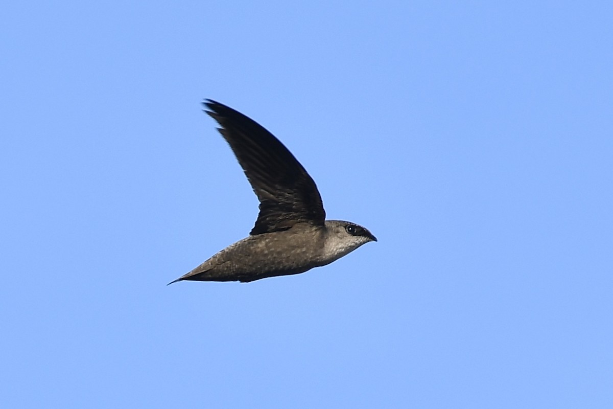 skorsteinsseiler - ML657808668