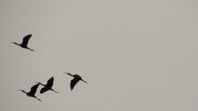 White-faced Ibis - ML657808679