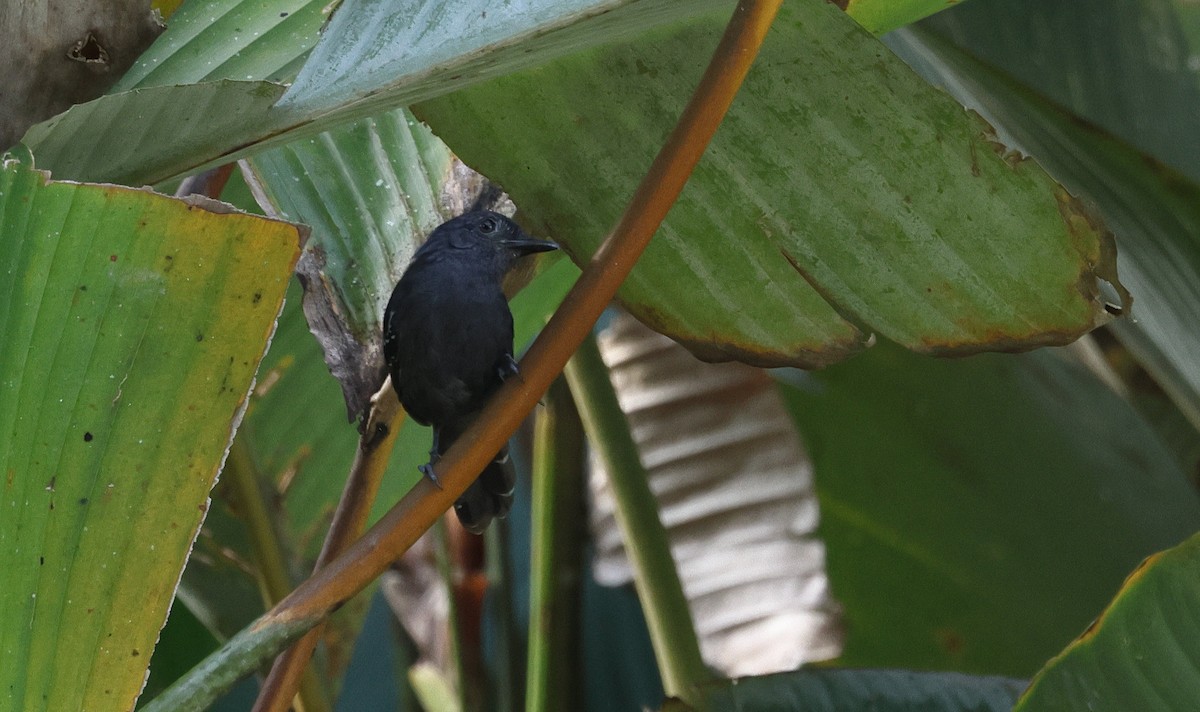 Dusky Antbird - ML657808867
