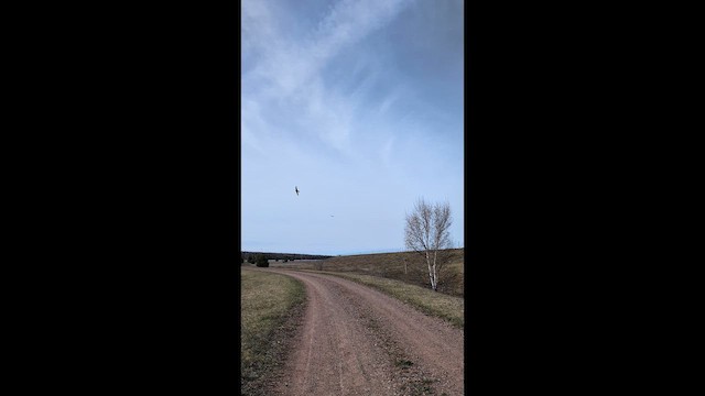 Tree Swallow - ML657808887