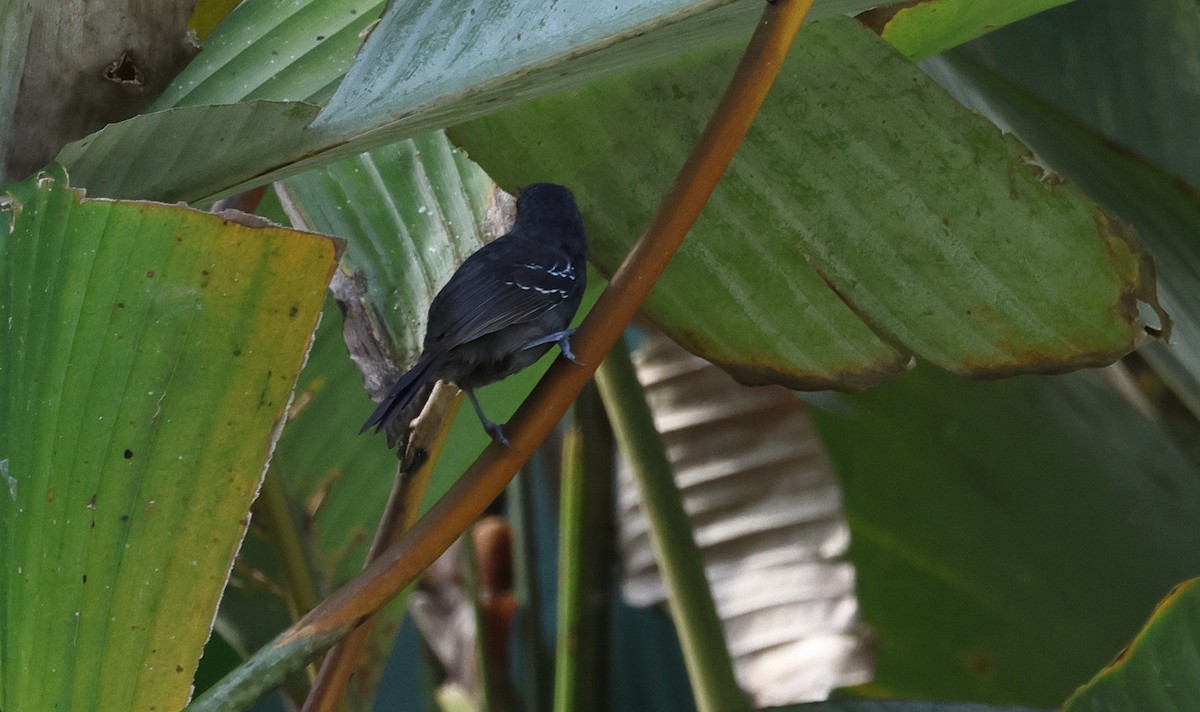 Dusky Antbird - ML657808892