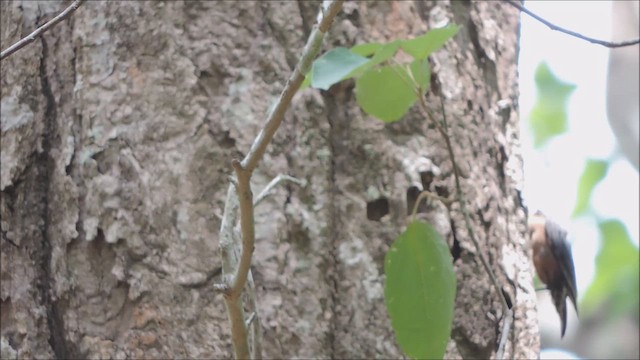 Indian Nuthatch - ML657808903