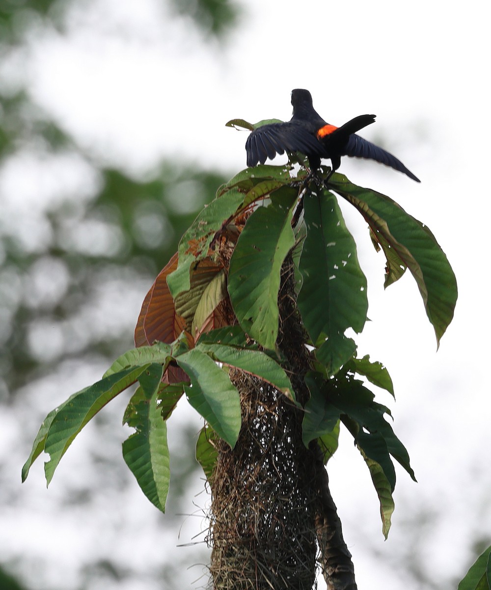 Scarlet-rumped Cacique - ML657808973