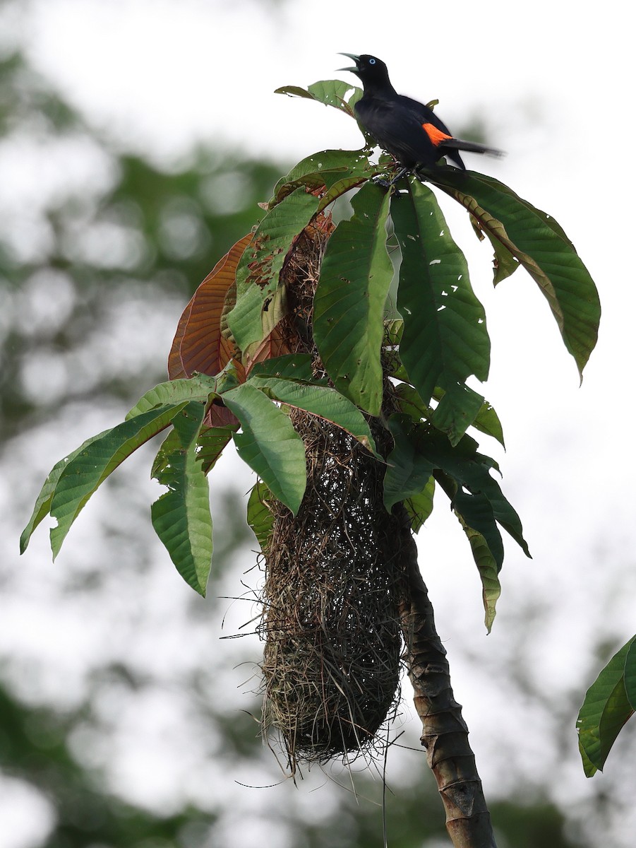 Scarlet-rumped Cacique - ML657808976