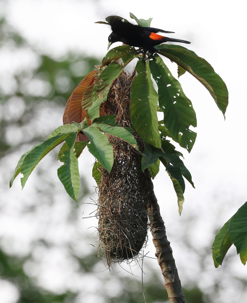 Scarlet-rumped Cacique - ML657808980