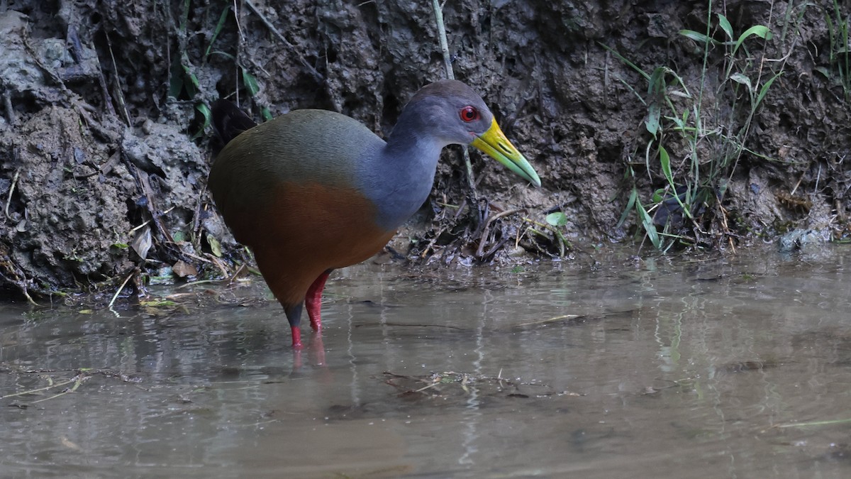 Gray-cowled Wood-Rail - ML657809028