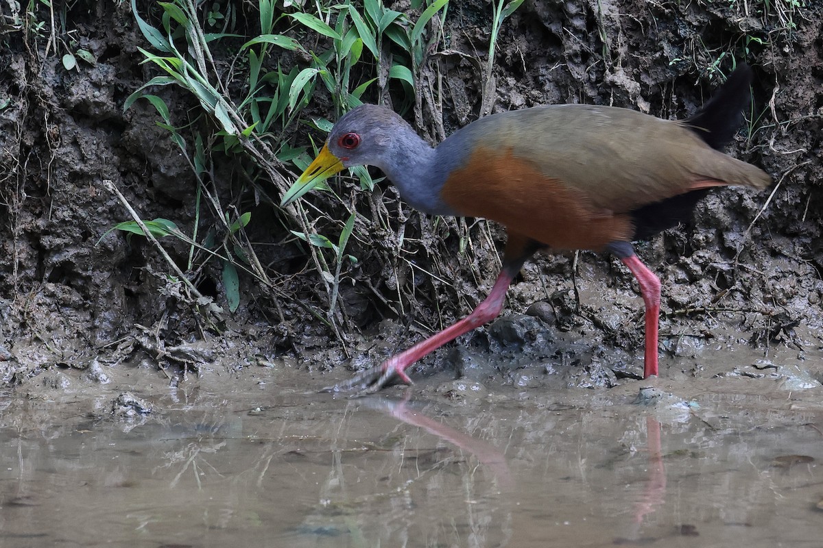 Gray-cowled Wood-Rail - ML657809031