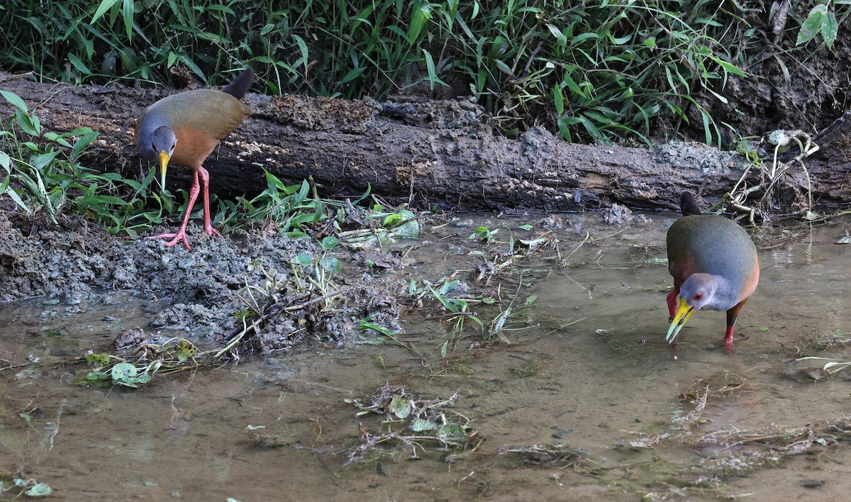 Gray-cowled Wood-Rail - ML657809036