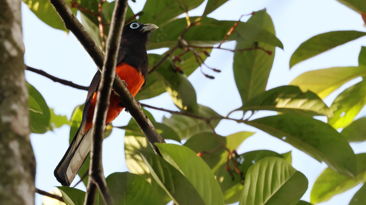 Baird's Trogon - ML657809160