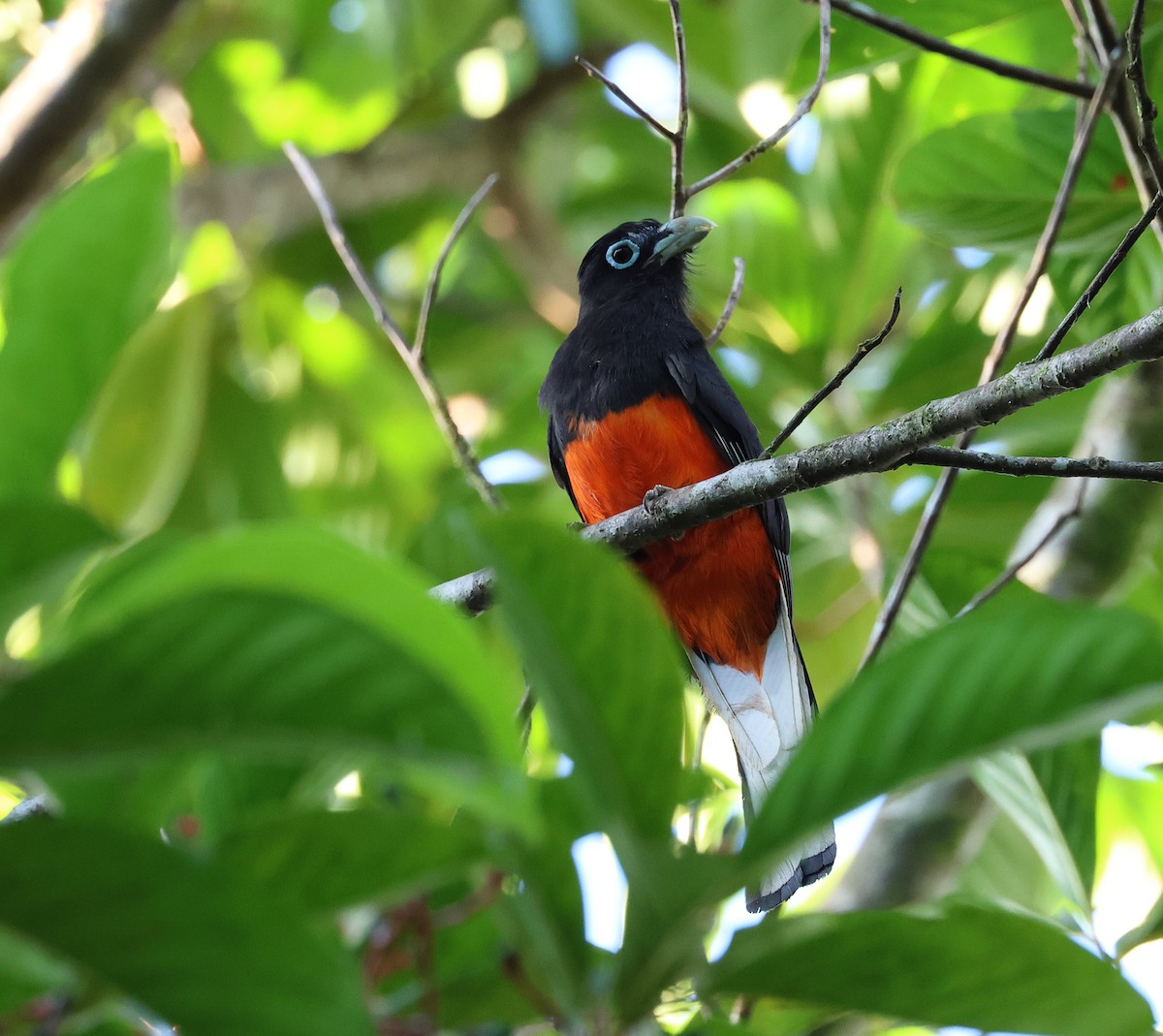 Baird's Trogon - ML657809175