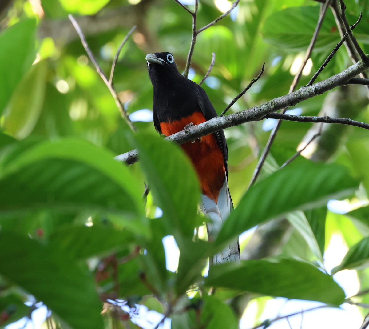 Baird's Trogon - ML657809179