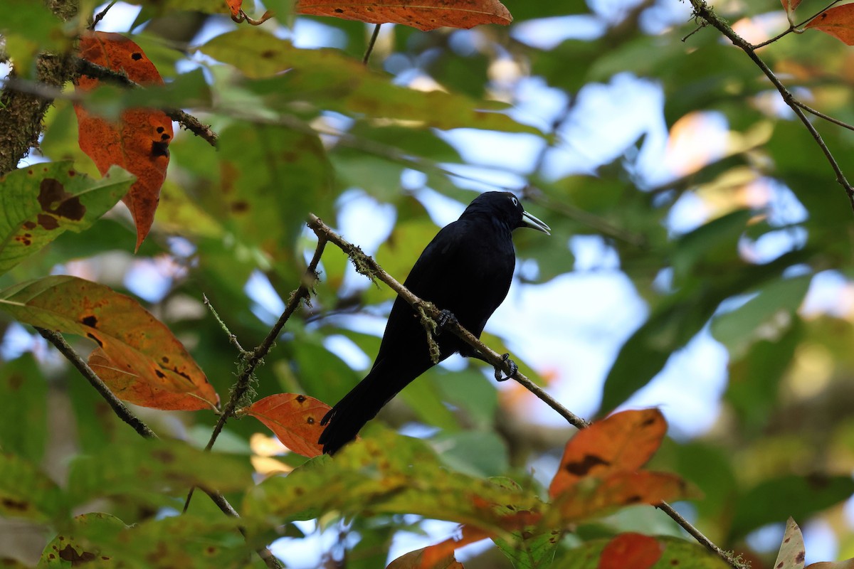 Scarlet-rumped Cacique - ML657809224