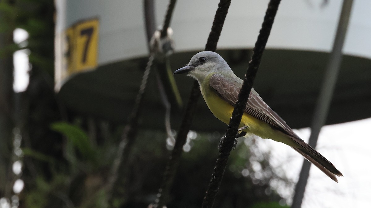 Gray-capped Flycatcher - ML657809246