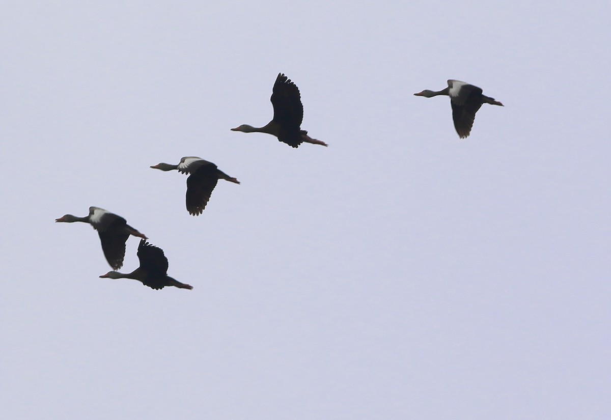 Black-bellied Whistling-Duck - ML65780931