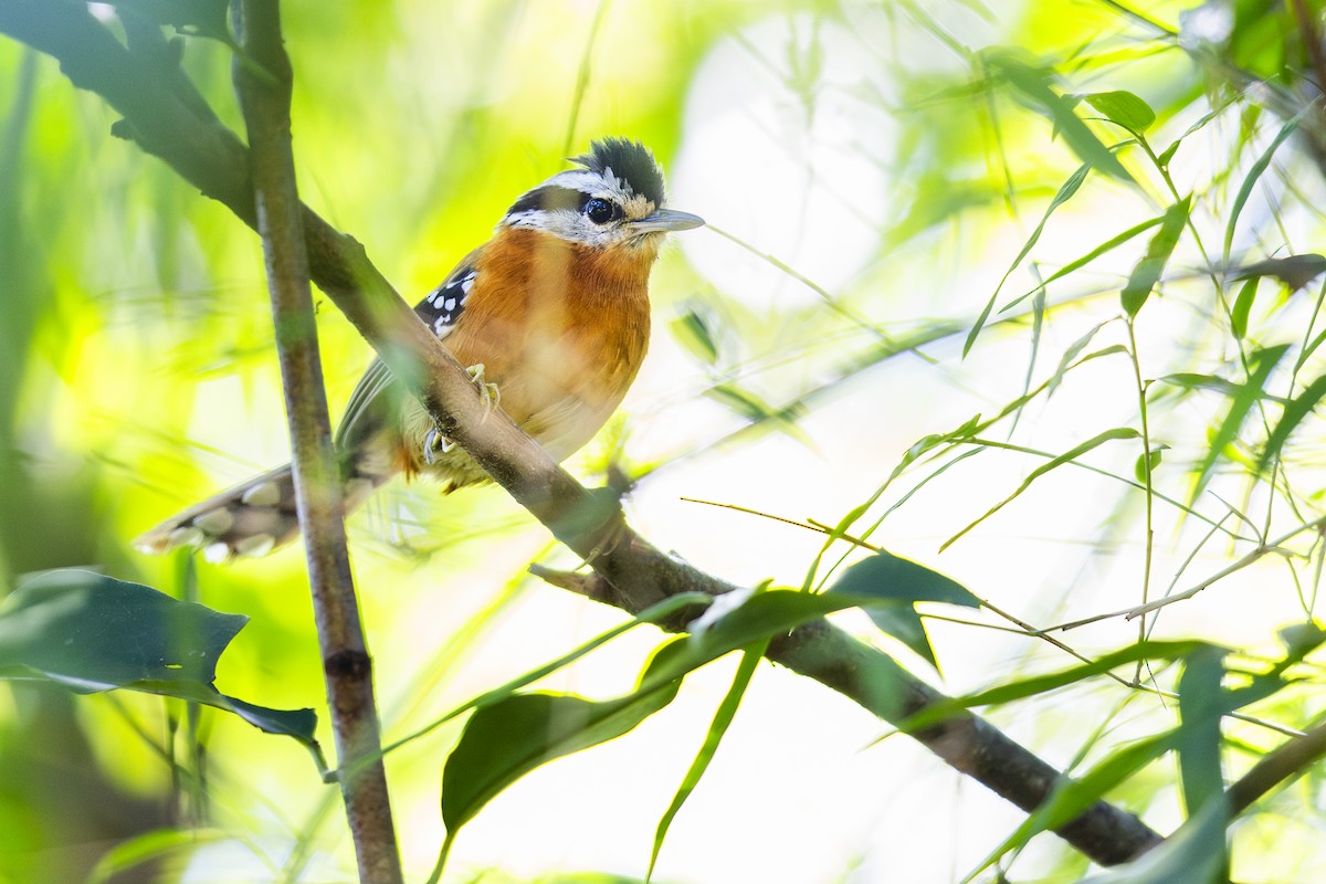 Bertoni's Antbird - ML657809341