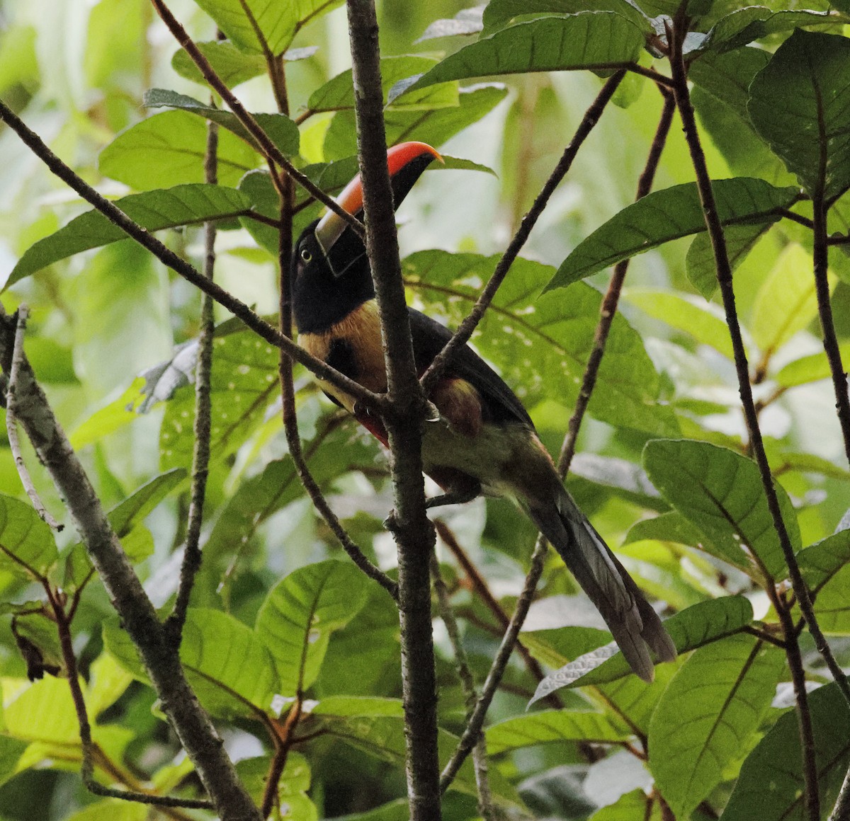 Fiery-billed Aracari - ML657809490