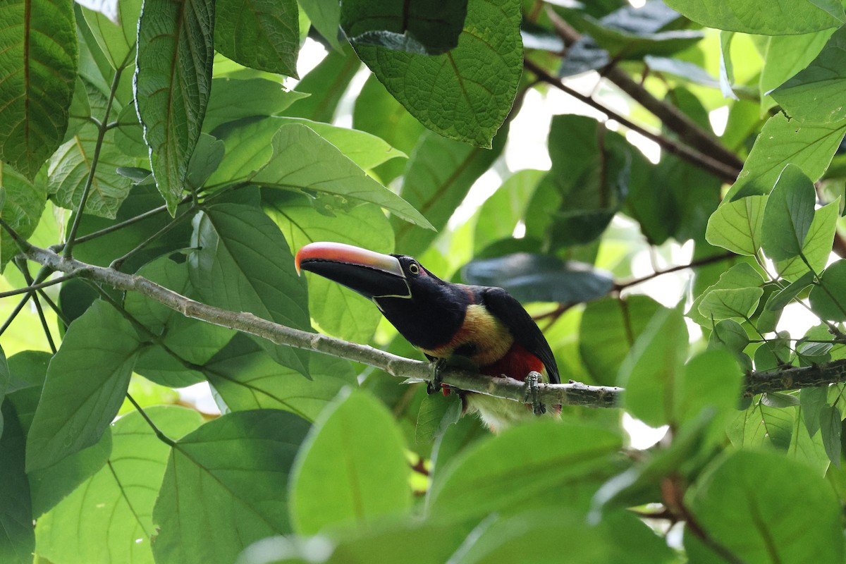 Fiery-billed Aracari - ML657809498