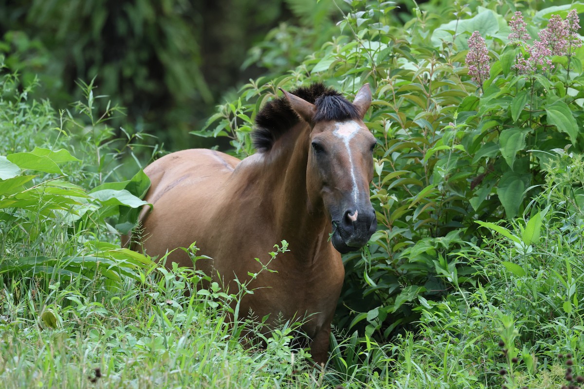 Animali - ML657809507