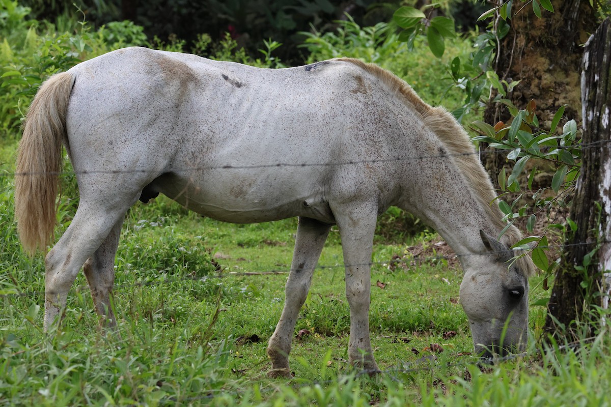 Animali - ML657809511
