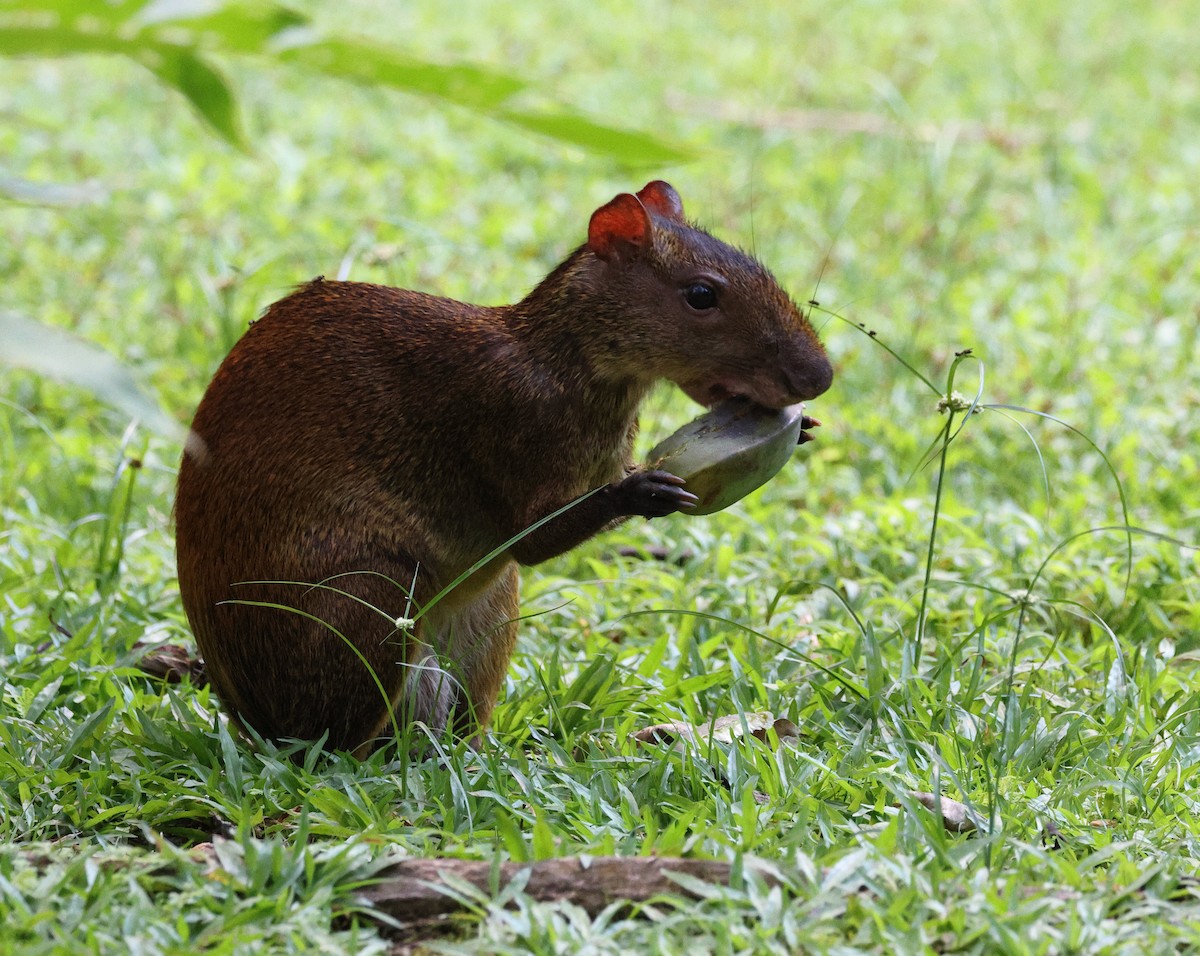 Animali - ML657809514