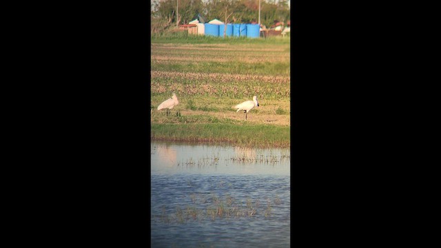 白琵鷺 - ML657809570