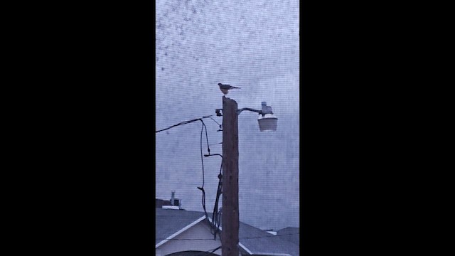 Cooper's Hawk - ML657809571