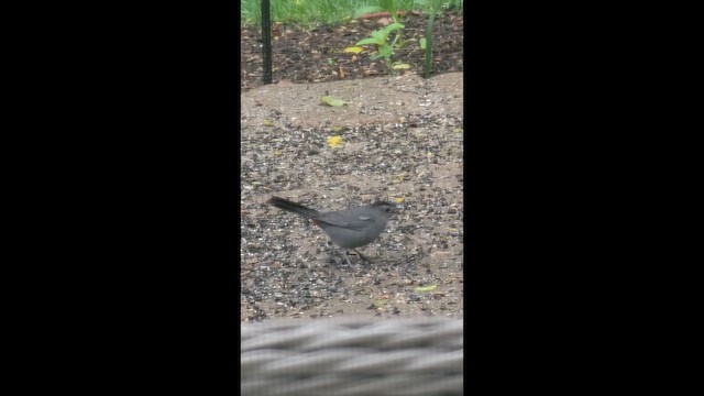 Gray Catbird - ML657809766