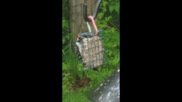 Hairy Woodpecker - ML657809776