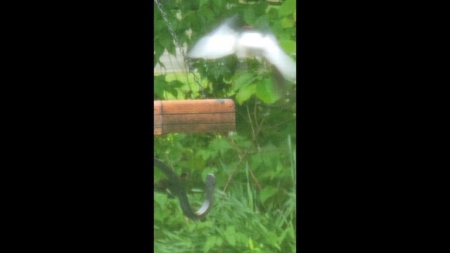 Red-headed Woodpecker - ML657809785