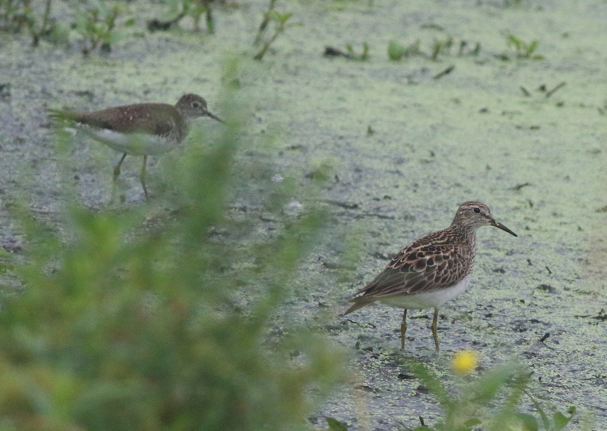 Pectoral Sandpiper - Patricia Isaacson