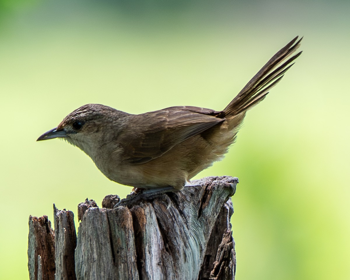 Plain Thornbird - ML657812425